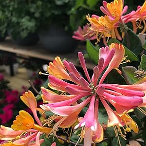 Honeysuckle Amber