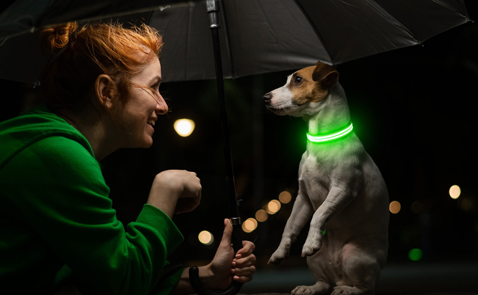 dog collar light