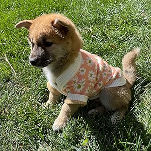 犬の服