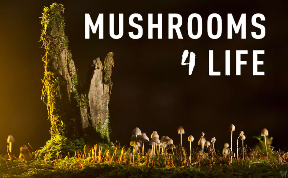 msuhrooms4life