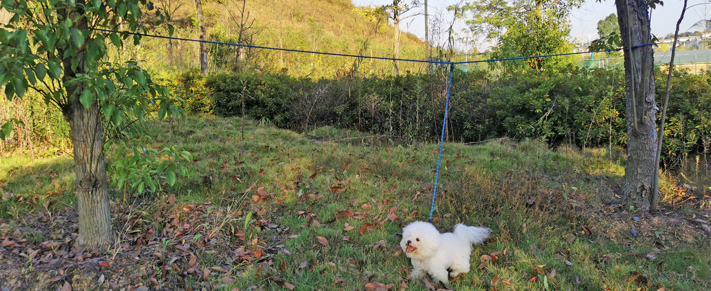 dog tieout