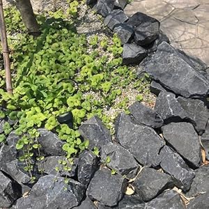 Amazon.co.jp: 庭石 割栗石 黒 岩 ブラックロック 約120-320mm