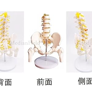 Amazon.co.jp: MedianField 【 骨盤模型 大腿骨 台座 セット
