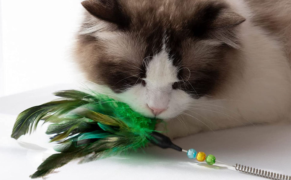 A good interactive fun exerciser for Kitten and Cat