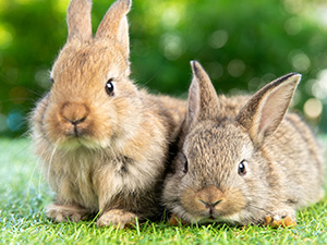 Zwei junge Kaninchen sitzen zusammen auf grünem Gras, eines braun und eines grau, vor einem weichen, natürlichen Hintergrund.