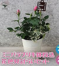 Amazon.co.jp: ミニ薔薇 4号ブリキ鉢投込 花色見計らいセット 1