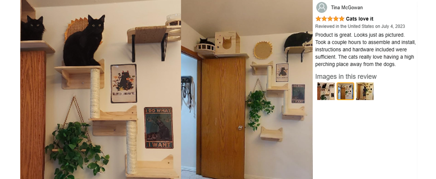 cat wall shelves