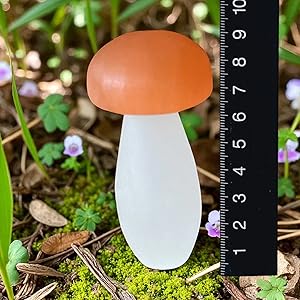 Serie von Pilzen in progressiven Wachstumsstadien, fotografiert in natürlicher Waldbodenumgebung mit Moos und Blättern.