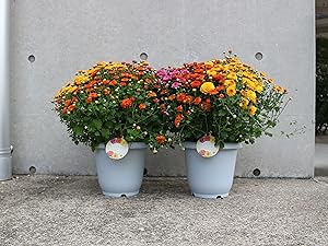 New　ガーデンマム　ジジ　ドライフラワー　H-476 New ガーデンマム ジジ ドライフラワー H-476 New ガーデンマム ジジ