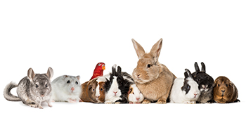 Guinea Pig Foraging Toys