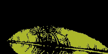 Survivalpflanzen_Giftige Pflanzen