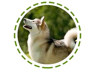 hot spot treatment for dogs
