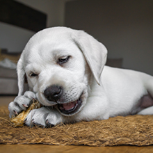 Yak Cheese Dog Chew