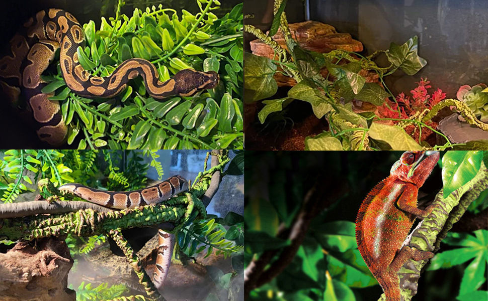 Collage aus vier Bildern, die Königspythons in Terrarien mit verschiedenen Grünpflanzen und Blattwerk zeigen.