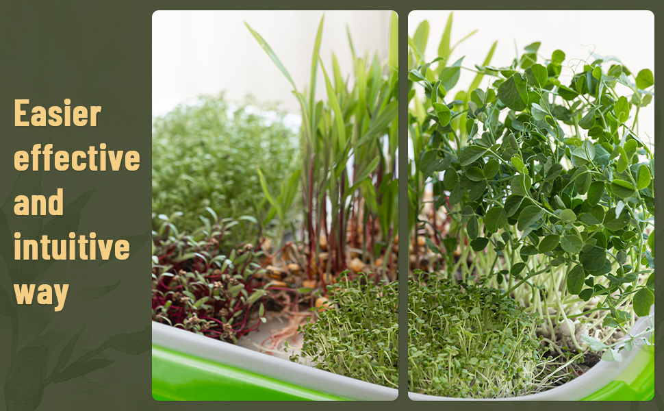 micro greens growing kits indoor