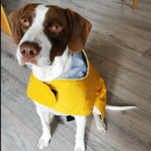 Hunderegenjacke