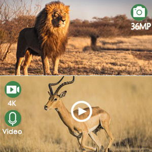 Split image of wildlife photography. Top: Lion in savanna. Bottom: Antelope with play button overlay. Camera specs: 36MP, 4K video capability.