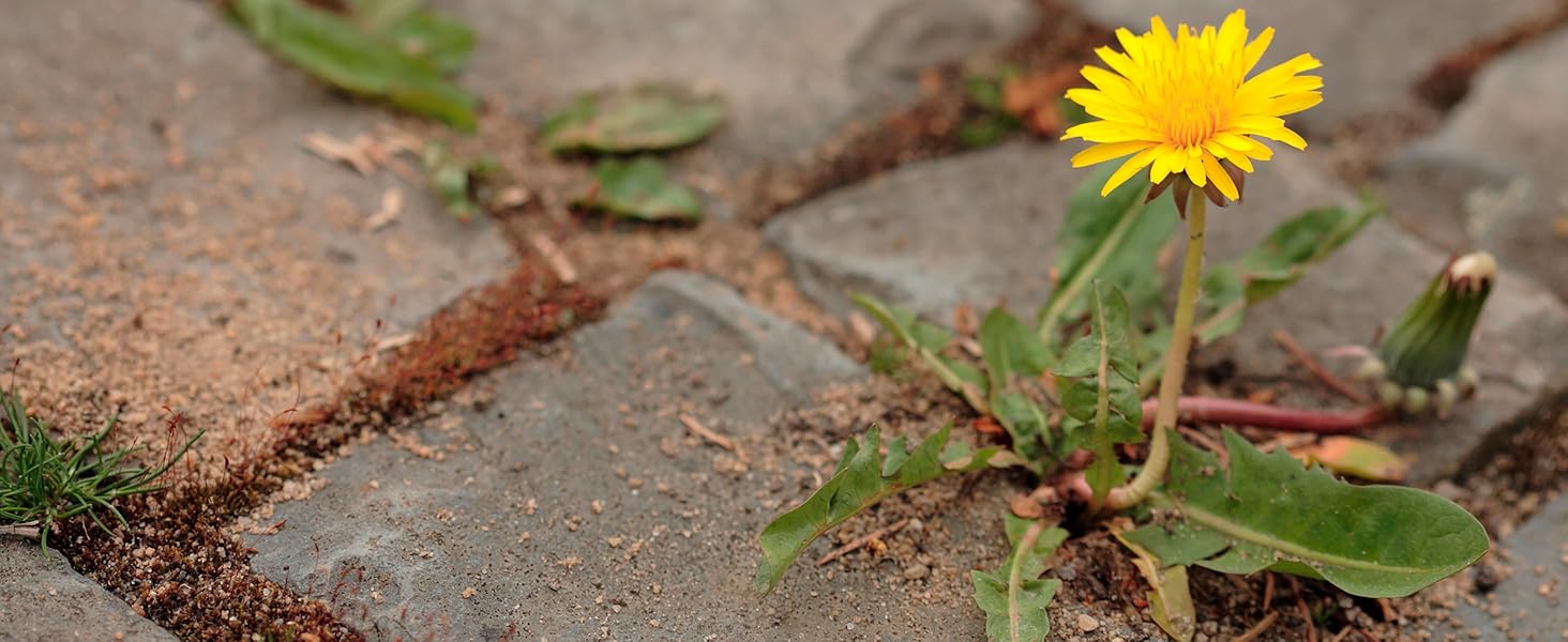 Treating weeds in paths, drives and gravel areas