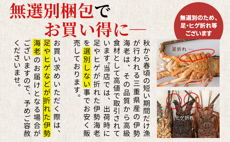 送込）ハクちゃん　活伊勢エビと活ゾウリエビ・合計約２キロ（和歌山県産） 7d6102ee9e7d859b3826ce838714b1