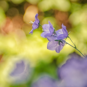 Parlak f/1,4 maksimum diyafram açıklığı