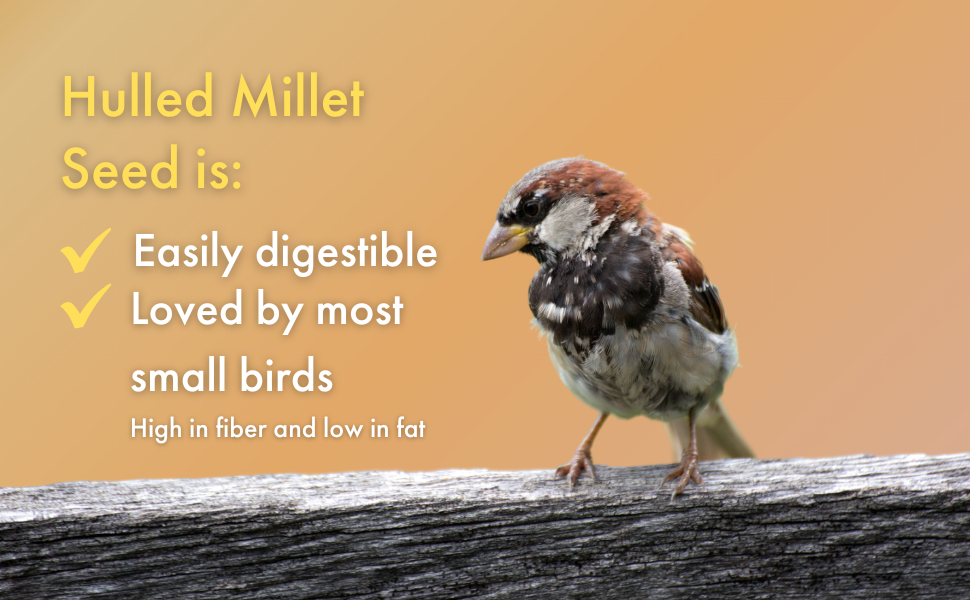 Morning Bird Hulled Millet, Bird Food for Outside Feeders