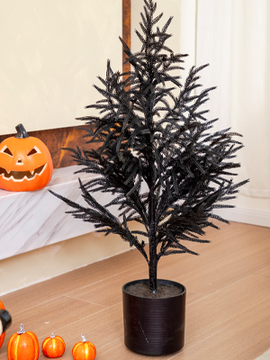 black pine tree