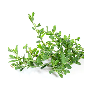 KNOTGRASS INGREDIENTS WITH INTENT NATUROPATHICA