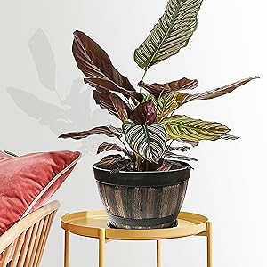 flower planter outdoor