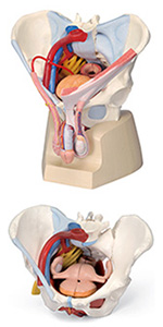 Amazon.co.jp: 骨盤靭帯や骨盤底筋，骨盤内臓，外性器まで再現