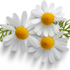 Wellichews Calming Chews For Dogs and Cats - Seperation Anxiety Relief for Dogs - Puppy, Small Dog & Cat Calming Treats for Chronic or Acute Anxiety & Behaviour Problems 15 chamomile