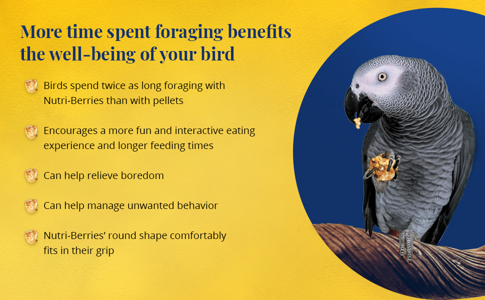 Parrot Popcorn Nutri-Berries