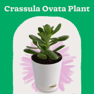 Crassula Ovata live Plant indoor succulent indoor plant for living room fengshui plant for vastu