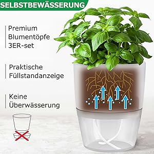 basil pot