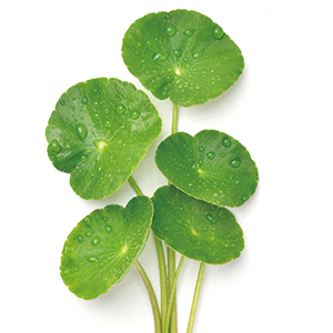 Centella Asiatica Extract