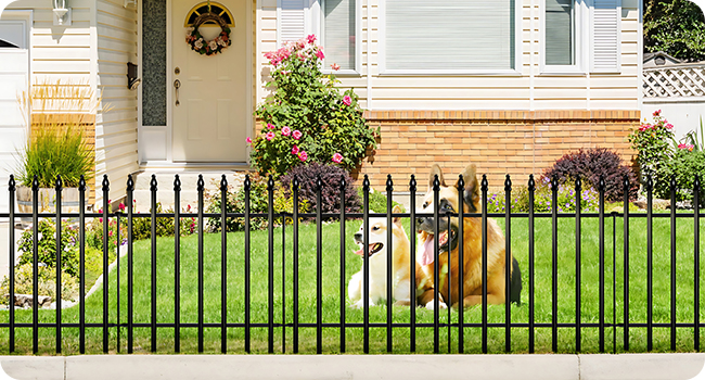 dog fence