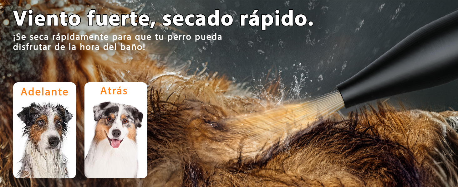 Dog Hair Dryer Blaster 3000W, Pet Hair Dryer, Low Noise Temperature Heater with 4 Different Nozzles, Deep Black 10 con fuerte flujo de aire para un secado rápido. La imagen muestra una corriente de aire soplando pelo de perro, con fotos del antes y el después de un perro mojado y seco
