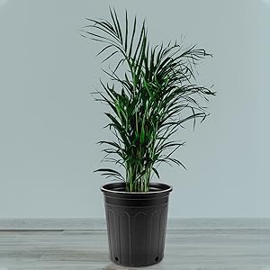 plastic nursery plant pots