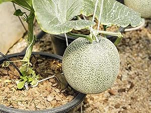 Amazon.co.jp: ITANSE らくらく極甘緑肉ネットメロン(品種