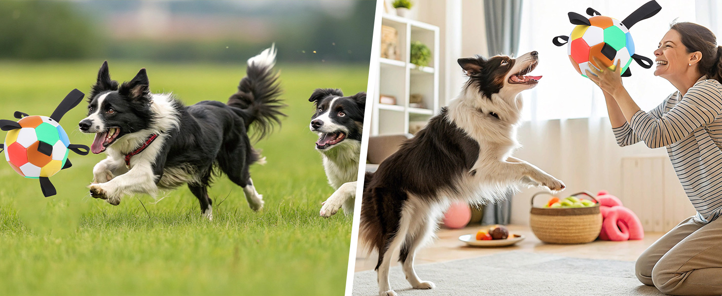 dog soccer ball