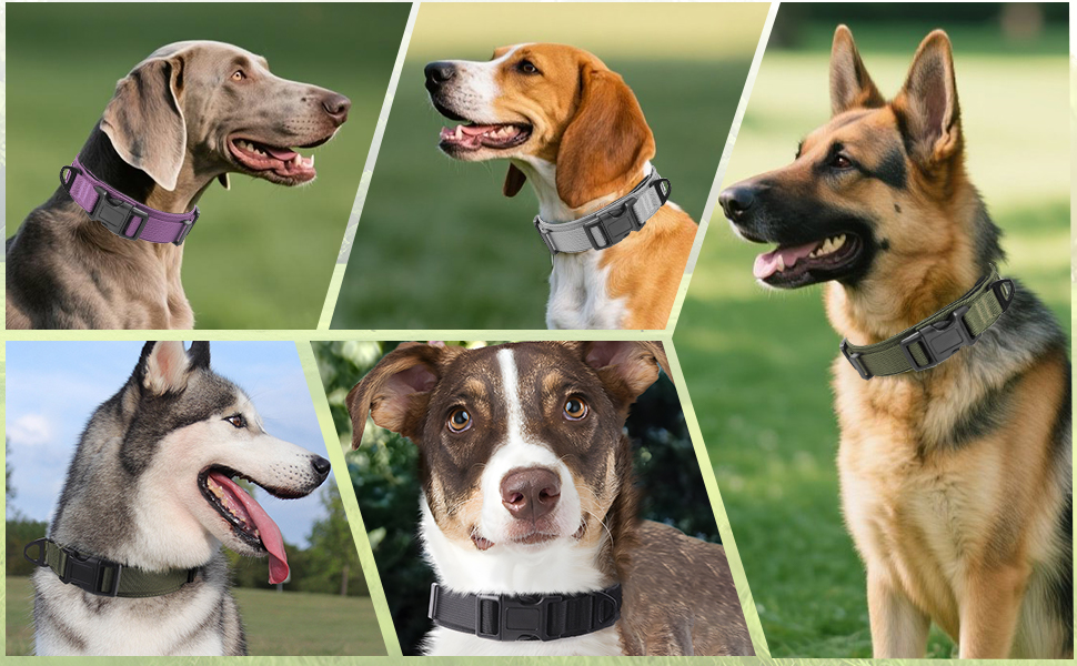 hundehalsband große hunde