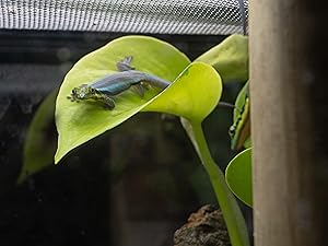 coco coir brick, coco coir, reptibark, crested gecko food, bio dude terra sahara, reptichip