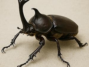 Amazon | S-NET 人工 蛹室 さなぎ カブトムシ クワガタ 羽化