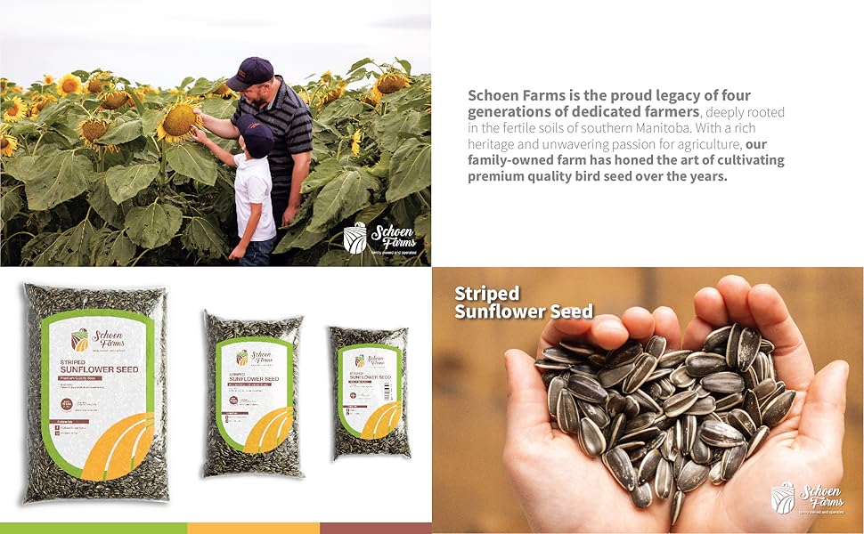 Schoen Farms Striped Sunflower Seeds for Birds, (3 Pound