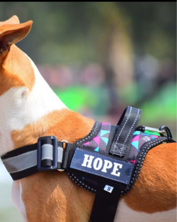 dog harness with name by kika pets