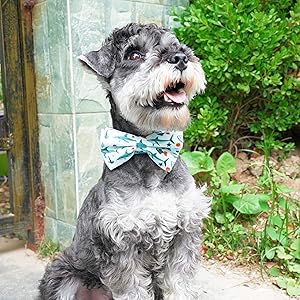 shark dog collar bowtie