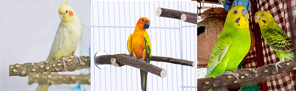 bird stand
