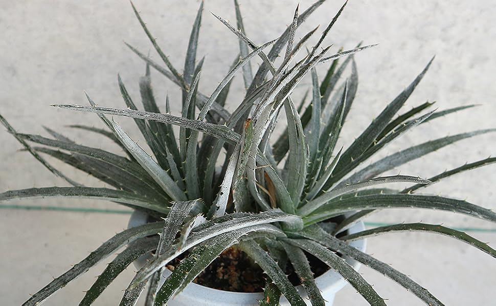 レア 野生株 原種 ディッキア Dyckia lindelvaldeae ⑵ F00261_Dyckia 'A-J'：ディッキア・A-J（子株） | レアプランツ