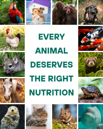 A collage of a variety of animals from pets to exotic animals