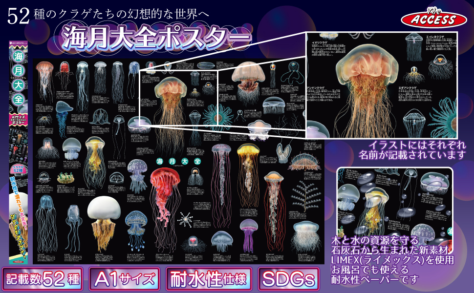 【映画館用両面ポスター】ライフ・アクアティック 初のスタジアム単独公演を収録した映像作品『LIVE VIDEO 7 Tokai