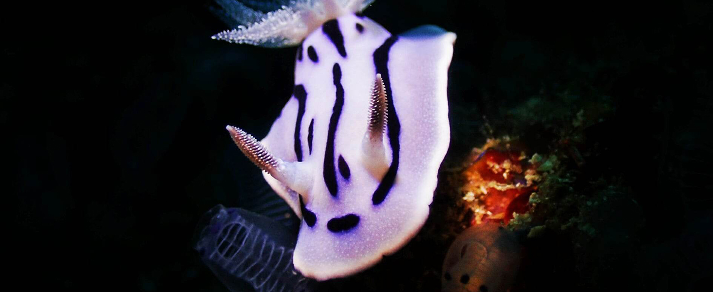 OrcaTorch D710V Professional Underwater Video Light